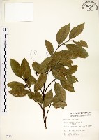 菲律賓榕藏品圖，第1張