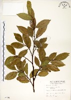 菲律賓榕藏品圖，第1張