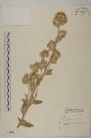 生毛將軍藏品圖，第1張