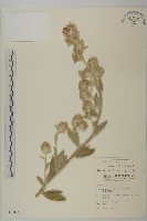 毛將軍藏品圖，第1張