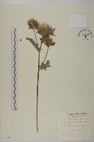 雞觴刺、島薊藏品圖，第1張