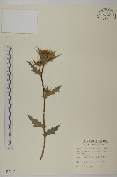 雞觴刺、島薊藏品圖，第1張