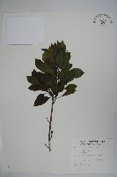 鐵冬青藏品圖，第1張