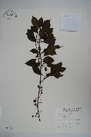 鐵冬青藏品圖，第1張