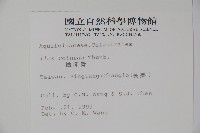 鐵冬青藏品圖，第2張