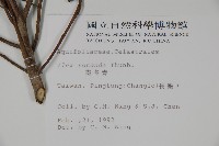 鐵冬青藏品圖，第2張