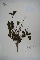 鐵冬青藏品圖，第1張