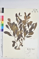 細葉饅頭果藏品圖，第1張