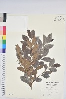 細葉饅頭果藏品圖，第1張