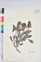 細葉饅頭果藏品圖，第1張