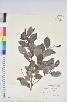 細葉饅頭果藏品圖，第1張