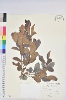 細葉饅頭果藏品圖，第1張