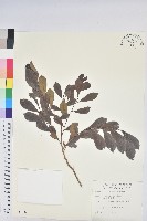 細葉饅頭果藏品圖，第1張