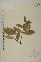 南嶺蕘花藏品圖，第1張