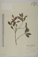 日本賽衛矛、日本假衛矛藏品圖，第1張