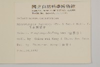 日本賽衛矛、日本假衛矛藏品圖，第2張