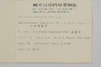 日本賽衛矛、日本假衛矛藏品圖，第2張