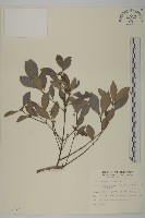 日本賽衛矛、日本假衛矛藏品圖，第1張