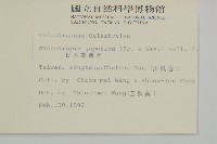 日本賽衛矛、日本假衛矛藏品圖，第2張