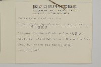 日本賽衛矛、日本假衛矛藏品圖，第2張