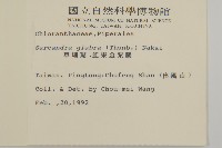 草珊瑚、紅果金粟蘭藏品圖，第2張