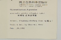 草珊瑚、紅果金粟蘭藏品圖，第2張