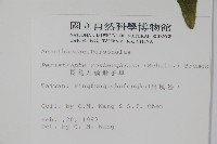 長花九頭獅子草、山藍藏品圖，第2張