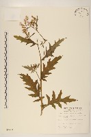 飛機草藏品圖，第1張