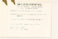 飛機草藏品圖，第2張