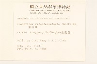 飛機草藏品圖，第2張