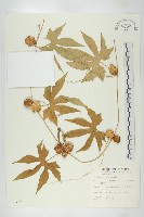 雙輪瓜藏品圖，第1張