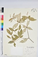 裡白巴豆藏品圖，第1張