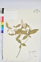 裡白巴豆藏品圖，第1張