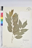 南仁鐵色藏品圖，第1張