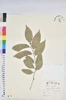 南仁鐵色藏品圖，第1張