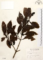 茜草樹藏品圖，第1張