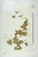 小苦瓜藏品圖，第1張