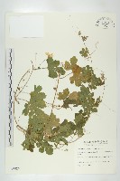 小苦瓜藏品圖，第1張