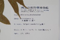 木蠟樹、山漆藏品圖，第2張