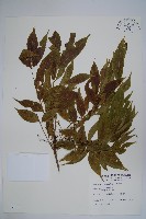 木蠟樹、山漆藏品圖，第1張