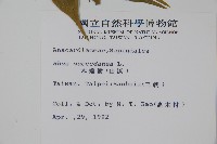 木蠟樹、山漆藏品圖，第2張