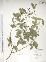 飛龍掌血藏品圖，第1張