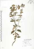 灰葉蕕藏品圖，第1張