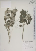 海埔姜藏品圖，第1張