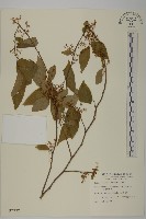 佩羅特木藏品圖，第1張