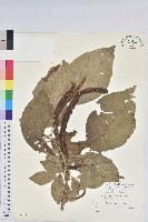 花蓮鐵莧、臺東鐵莧藏品圖，第1張