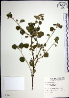 圓葉金午時花藏品圖，第1張