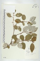 鄧氏胡頹子藏品圖，第1張