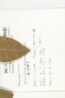 鄧氏胡頹子藏品圖，第2張