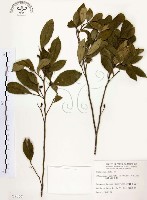 石苓舅藏品圖，第1張